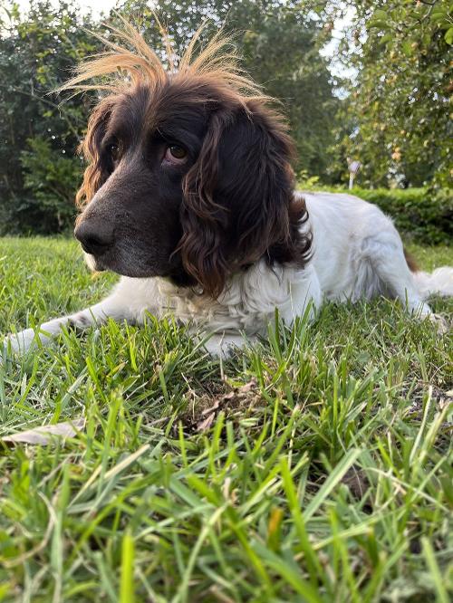 hund