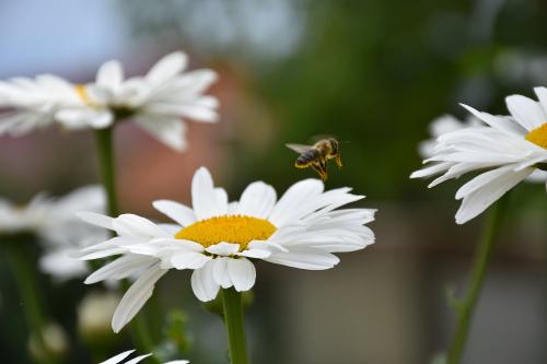 Garten Sommer