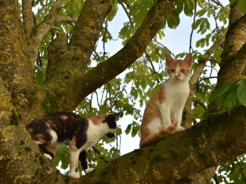 Katzen
