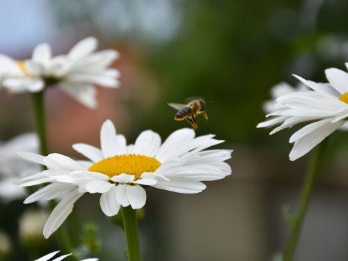 Garten Sommer