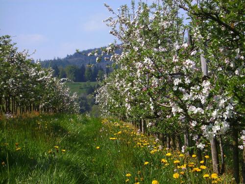 fussbuehlhof_obstbluet
