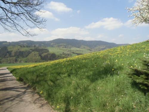 fussbuehlhof_wiesen