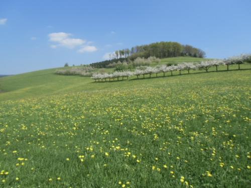 fussbuehlhof_frhling