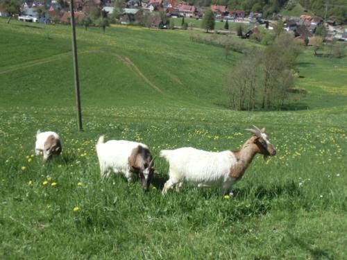 fussbuehlhof_ziegen