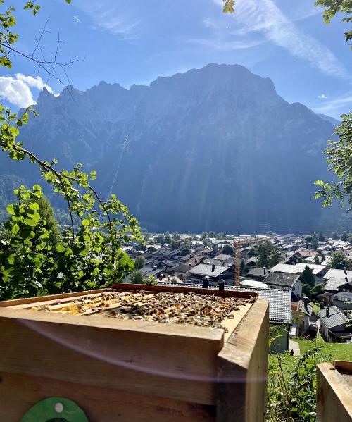 Unsere Bienen oberhalb des Hofs