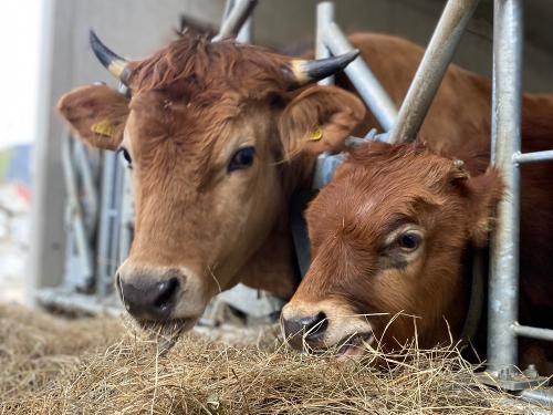 Ochsengruppe Ochsengruppe