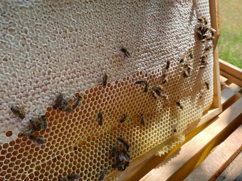 Der erste Honig wird verarbeitet Der erste Honig wird verarbeitet