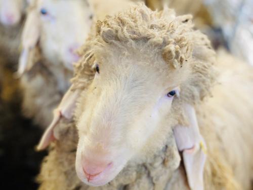 Unsere Schafe Unsere Schafe