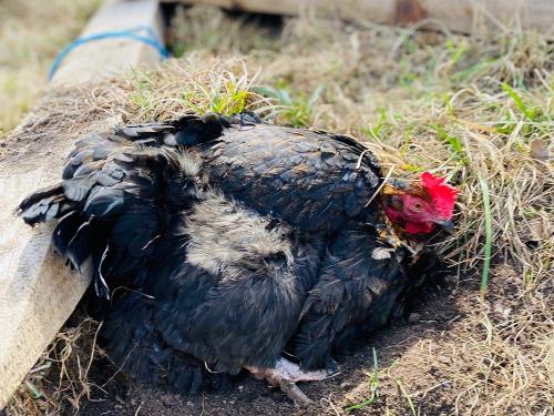 Federpflege Federpflege