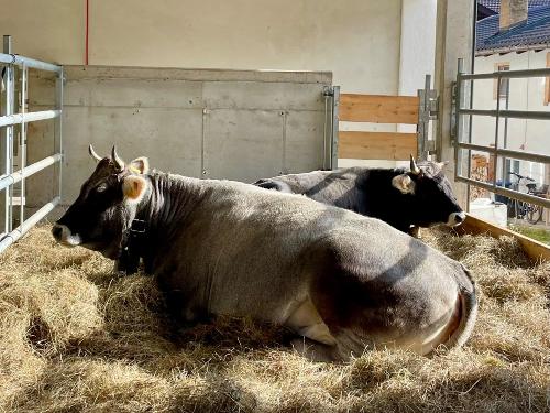 Mutterkuh-Haltung Mutterkuh-Haltung