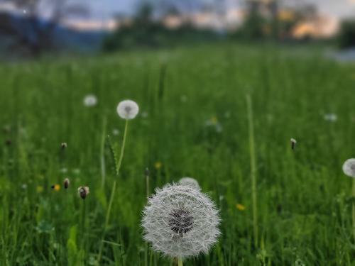 unsere Wiesen