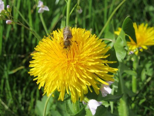 Natur pur