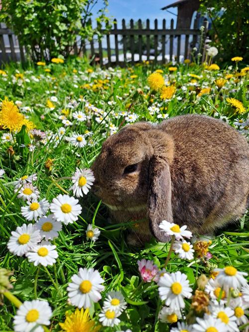 Zwergkaninchen Max
