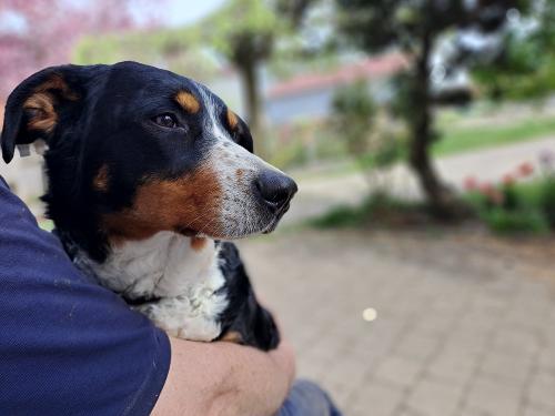 Unsere liebe Hündin Ella