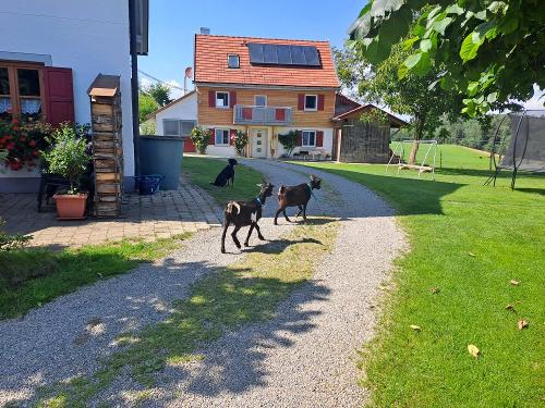 Tierisch was los