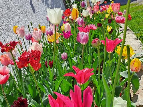 Tulpenliebe