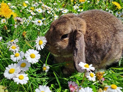 Zwergkaninchen Max