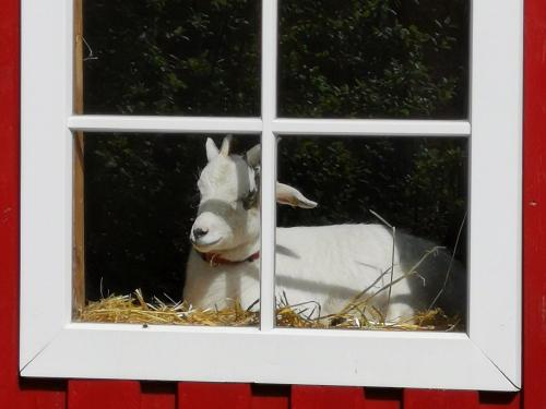 Ziege Rosalie schaut aus dem Fenster