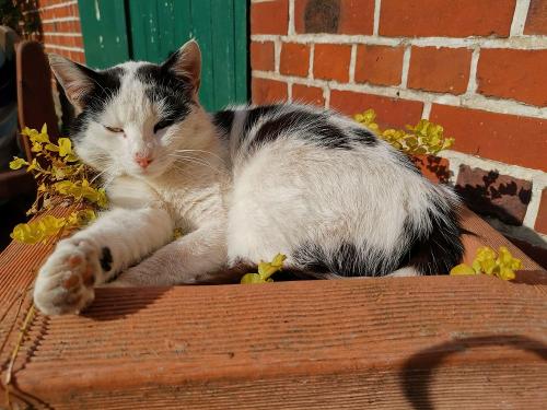 Kater Hansi