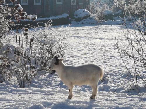 Rosi im Winter