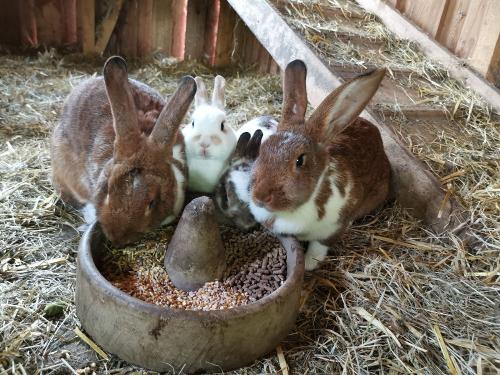 Hasen beim essen