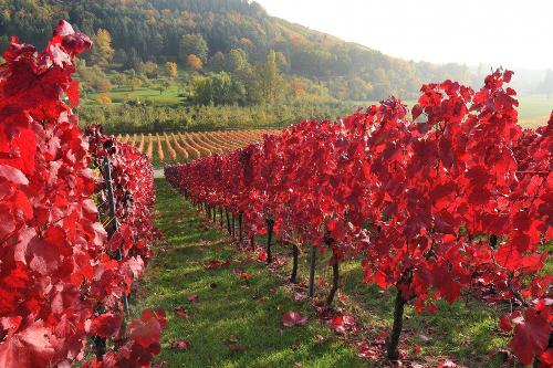 weingut_hirth_cabernetmitoszeilberg