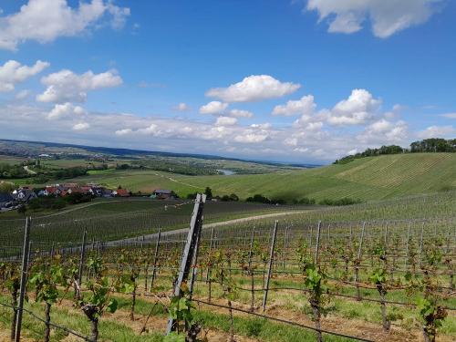 weingut_hirth_weinberg