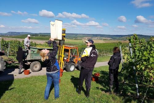 weingut_hirth_weinlese