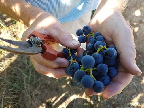 Weingut_Hirth_Weintrauben