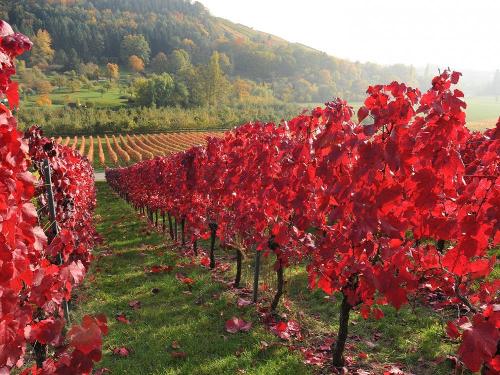 weingut_hirth_cabernetmitoszeilberg