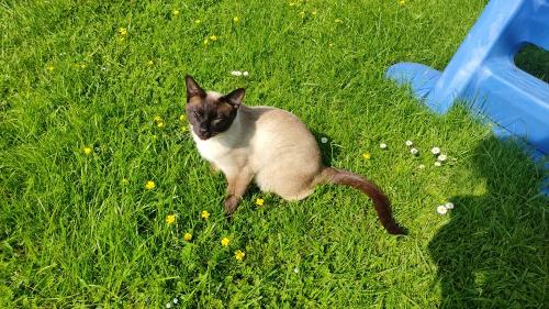 Kuschel-Kater Tao genießt die Sonne am Spielplatz