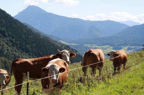 Unsere Koima (weibliche Rinder) genießen die Alm
