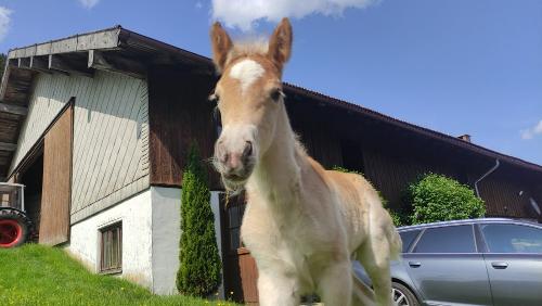 Unser zweites Hengstfohlen Santino von 2023