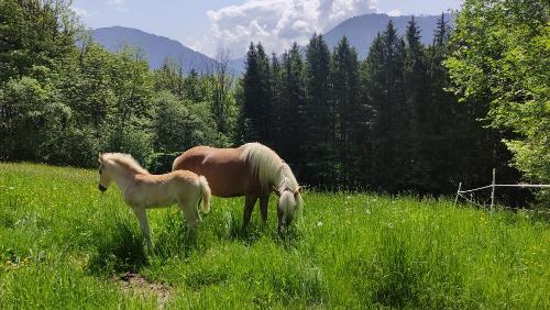 Cora und Hengstfohlen Nino auf unserer Waldweide