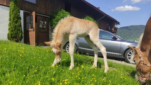Schmeckt das Gras beim ersten Mal?