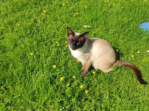 Kuschel-Kater Tao genießt die Sonne am Spielplatz
