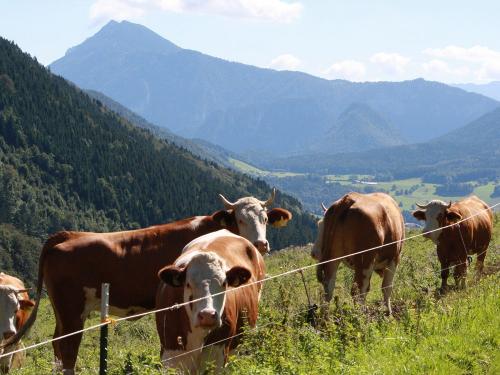 Unsere Koima (weibliche Rinder) genießen die Alm