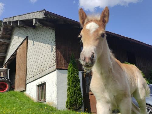 Unser zweites Hengstfohlen Santino von 2023