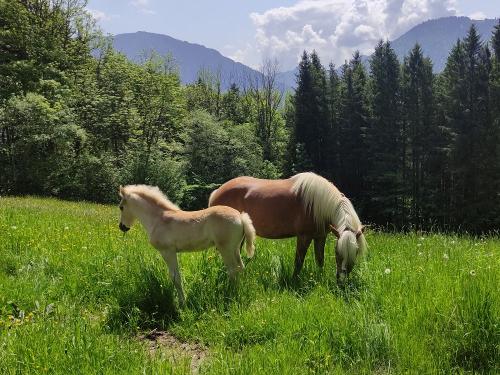 Cora und Hengstfohlen Nino auf unserer Waldweide