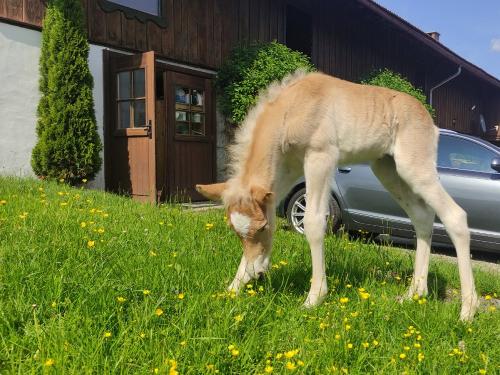 Schmeckt das Gras beim ersten Mal?