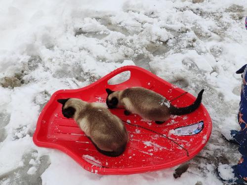 Unsere Miezen beim Rodelspaß