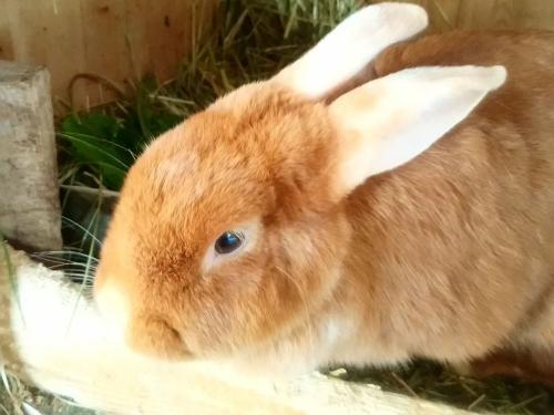 Konradenhaeusle_Kaninchen