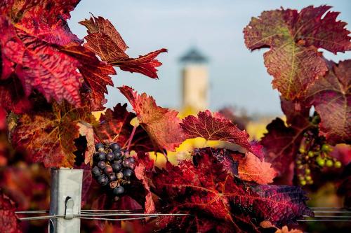 Herbst im Weinberg