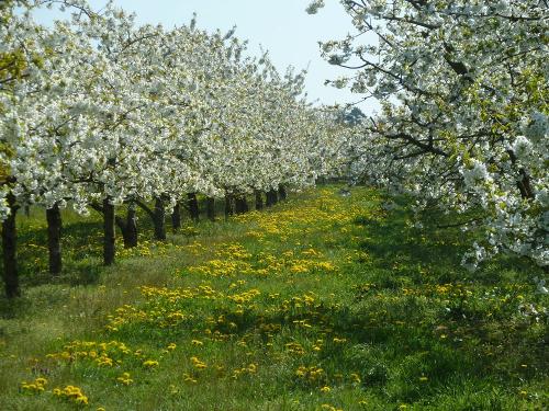 Kirschbäume in voller Pracht