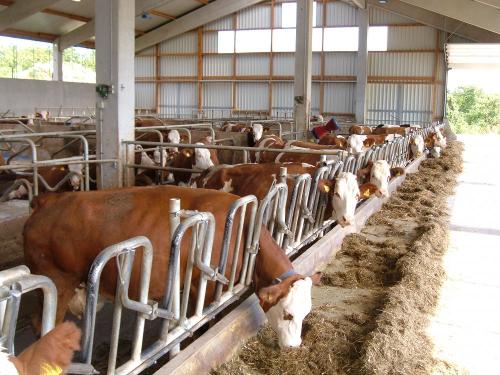 unsere Mädels im Stall