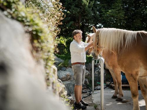 Drei Haflingerstuten zum Streicheln oder mit Stephan Kutsche fahren