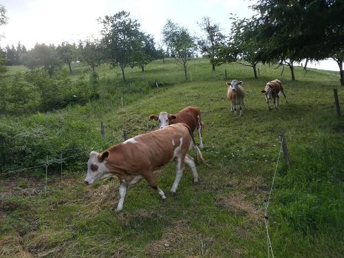 Hoftiere