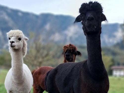 Unsere Alpakas
