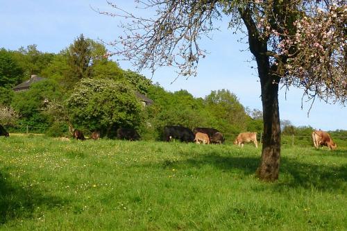 Rinder auf dem Gutshof Hungerburg in der Eifel
