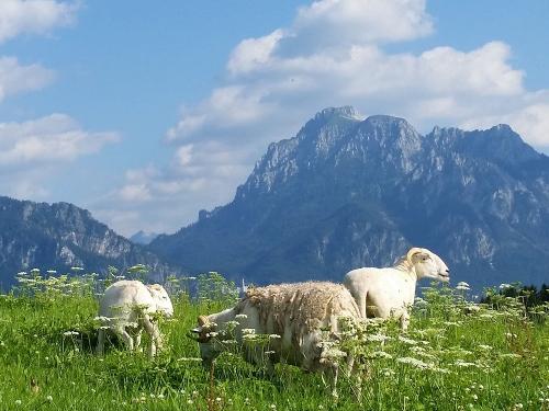 Unsere "Berg"-Schafe